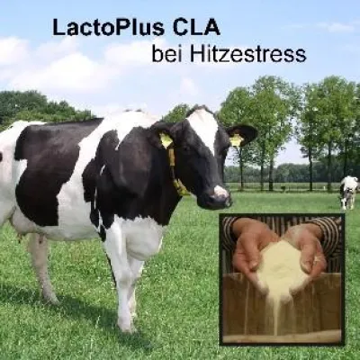 Bild: LactoPlus CLA unterstützt die Milchkuh bei den Folgen des Klimawandels