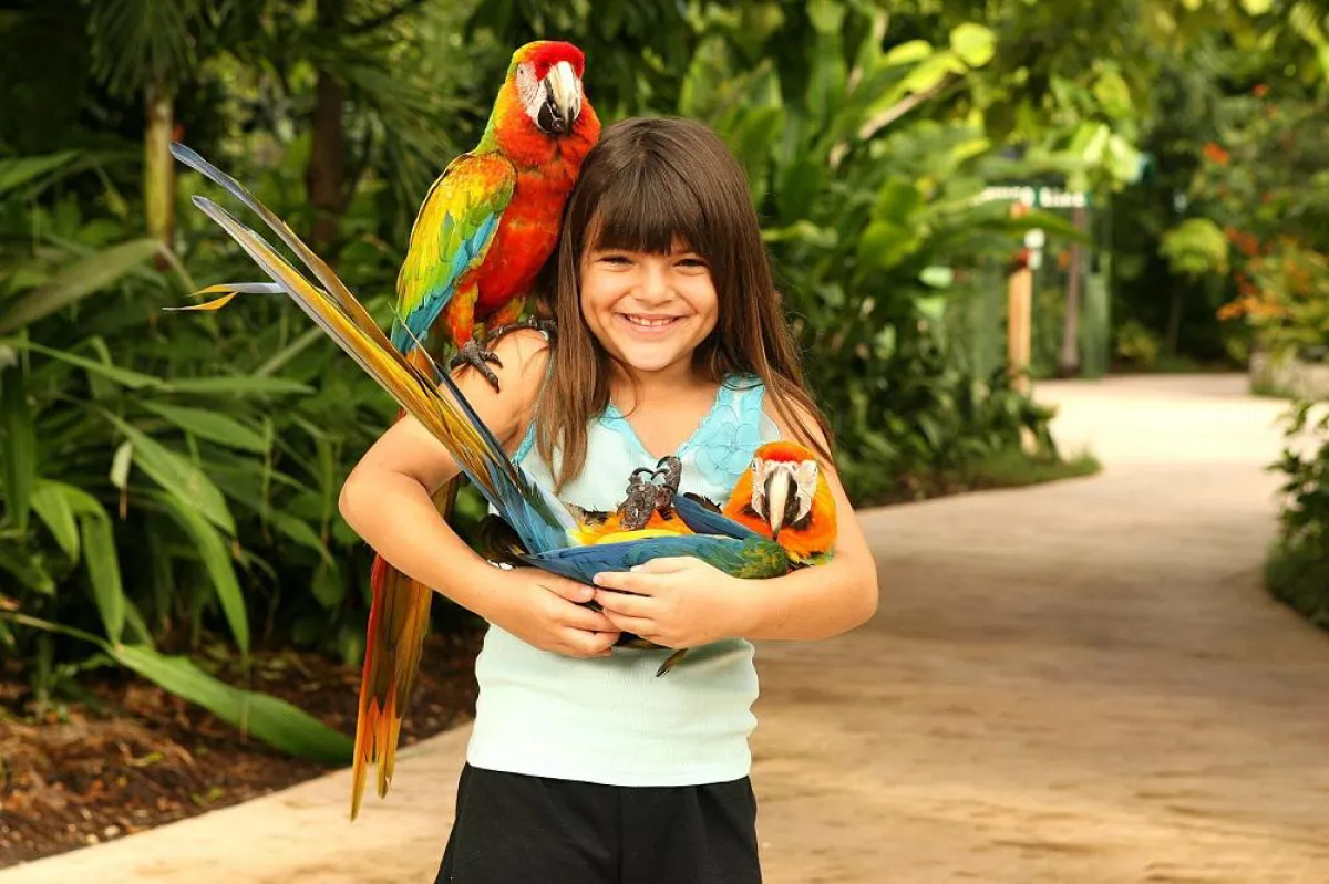 Papageien hautnah erleben in Jungle Island