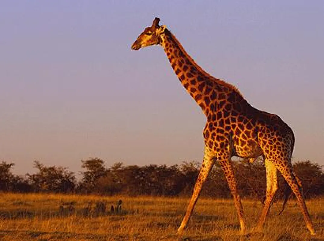 Eine Giraffe im Sonnenuntergang. Typische Szenen einer abendlichen Pirschfahrt.