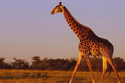 Familienreisen mit Kindern durch Südafrika Bild: Familienreisen mit Kindern durch Südafrika