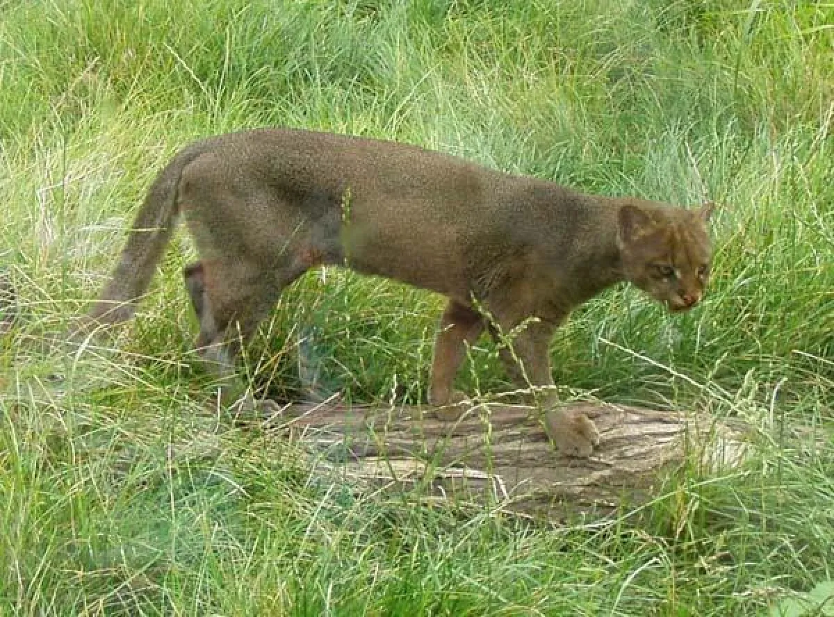 Ein Jaguarundi streift über das Feld. Foto: Bondlina