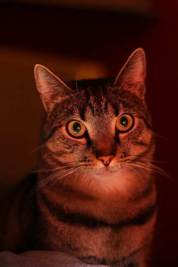 Kerzen sind für Katzen gefährlich