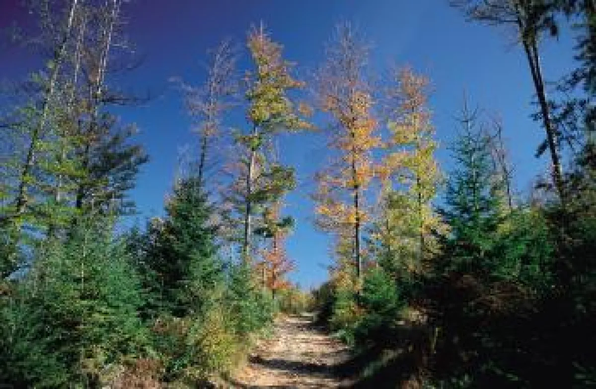 Glastradition im Bayerischen Wald