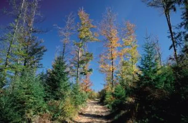 Bild: Die Glasstraße Ferienstraße im Oberpfälzer Wald
