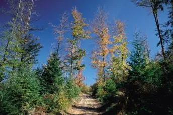 Die Glasstraße Ferienstraße im Oberpfälzer Wald Bild: Die Glasstraße Ferienstraße im Oberpfälzer Wald