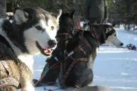 Bild: Supertour.de: Silvester in Lappland feiern – Wintermärchen und Jahreswechsel auf Schwedisch