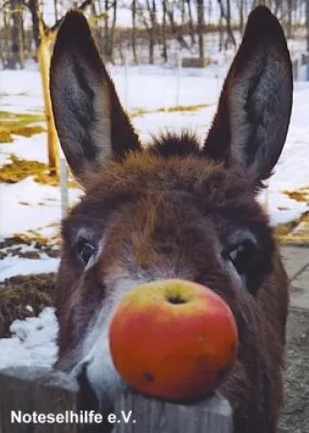 Noteselhilfe e.V. auf der Messe Partner Pferd in Leipzig Bild: Noteselhilfe e.V. auf der Messe Partner Pferd in Leipzig