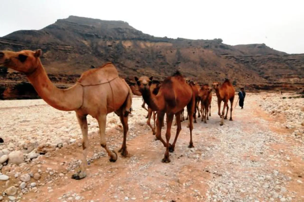 Oman, Steinwüste mit Kamelherde
