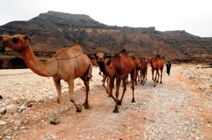 Bild: Oman Reise für Kurzentschlossene: Expedition Huqf & Rub al-Khali