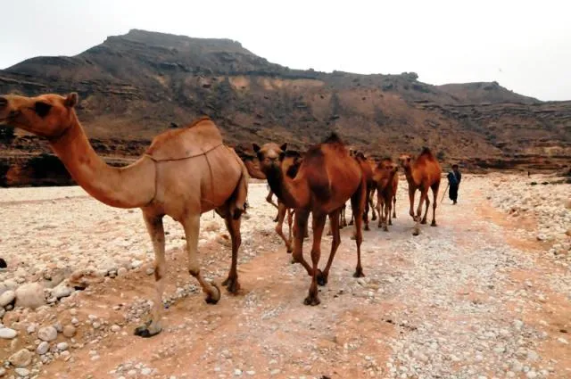 Bild: Oman Reise für Kurzentschlossene: Expedition Huqf & Rub al-Khali