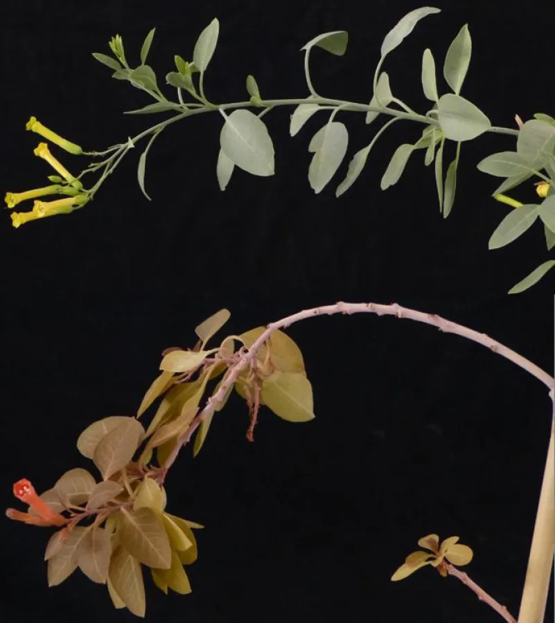 Oben: Herkömmlicher Baumtabak; Unten: Lachsfarnbener Baumtabak mit neu-integriertem Stoffwechsel zur Astaxathin-Produktion. (Prof. Dr. Ralph Bock, MPI-MP)