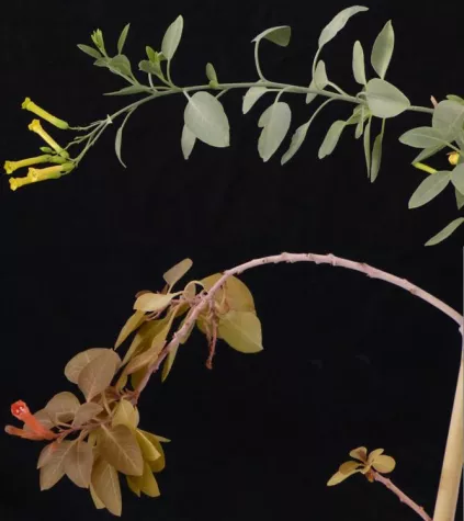 Bild: Lachsfarbener Tabak - Wie Pflanzen zu Biofabriken umgebaut werden können