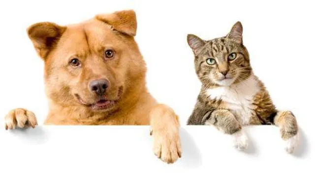 Bild: Natur4pets.de Neuer Online-Shop für natürliche Tiernahrung und Tierbedarf