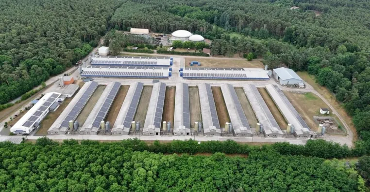 Nach Aufdeckung von Tierquälerei: Staatsanwaltschaften ermitteln gegen drei KFC-Zulieferer Bild: Nach Aufdeckung von Tierquälerei: Staatsanwaltschaften ermitteln gegen drei KFC-Zulieferer