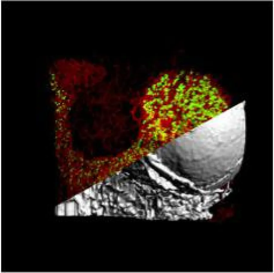 Light Sheet Fluorescence Microscopy (LSFM): Reconstruction of a murine femur bone (overview). Megakaryocytes (green) embedded into a dense vessel network (red) and the bone (grey). (Photo: Heinze Grou