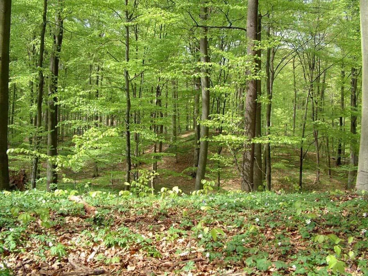 Frühjahr im Buchenwald