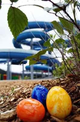 Bild: Osterhase versteckt über 400 Ostereier im AquaMagis-Resort
