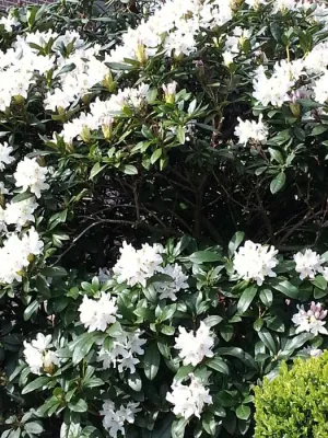 Bild: Der Traum, ein Wintergarten
