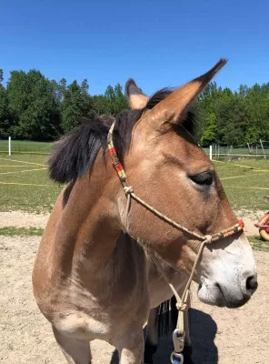 Bild: Muli vs. Pferd – wer coacht besser?