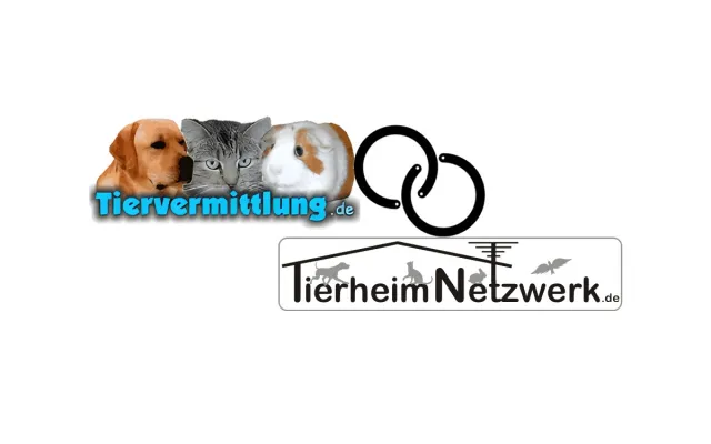 Bild: Tiervermittlung.de und TierheimNetzwerk.de – Digitalisierung stärkt den Tierschutz