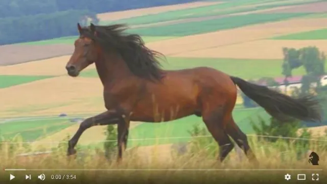 Bild: Another millionaire! Our video "A Look Around Privatgestüt Möningerberg" reaches over one million viewers