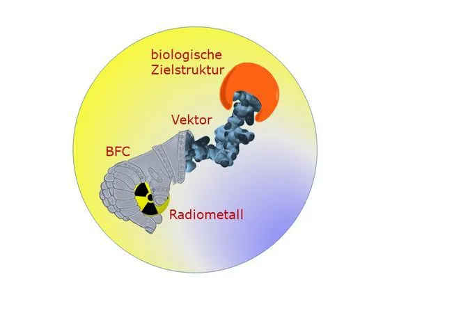 Bild: Radioaktive Metallkomplexe zur Diagnose und Therapie von Tumoren