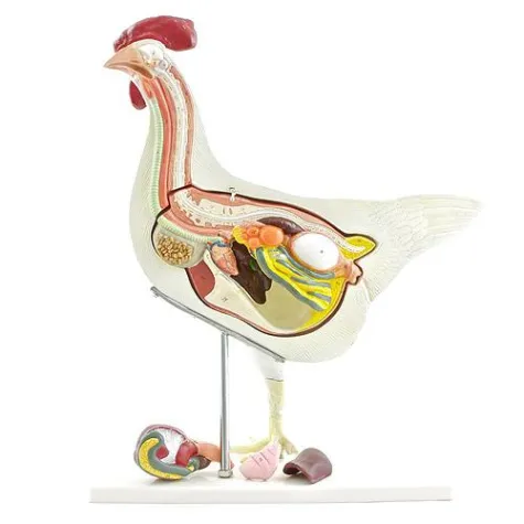 Bild: Neue anatomische Modelle von HeineScientific