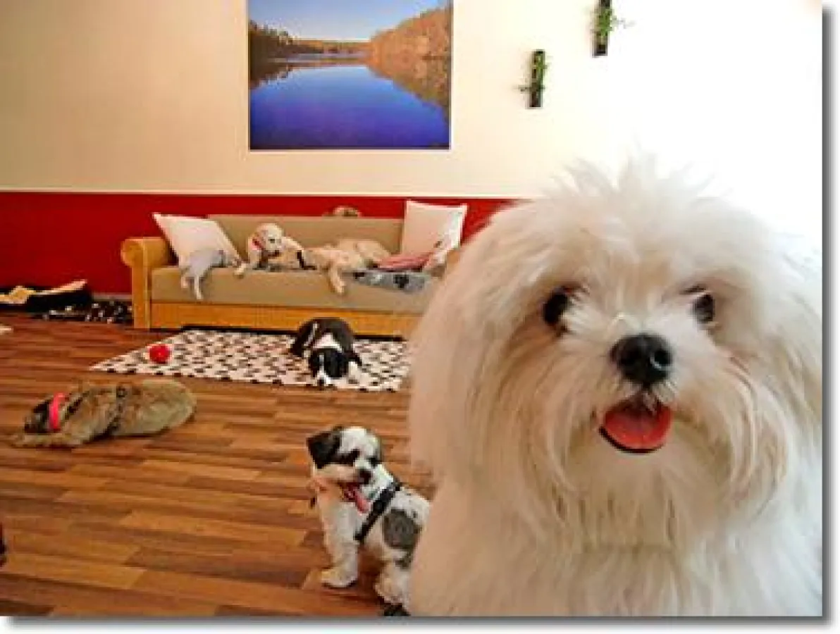 glückliche Promi Hunde bei Amicanis