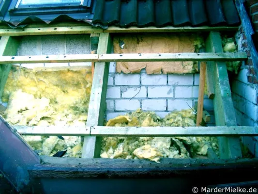 Bild: Rechtzeitige Marderabwehr schützt Hausbesitzer vor finanziellen Verlusten