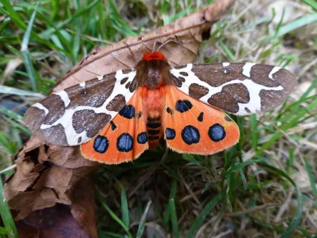 Bild: Pressekonferenz: Das Verschwinden der Schmetterlinge