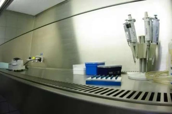 Auch Tumore bilden Stammzellen Bild: Auch Tumore bilden Stammzellen