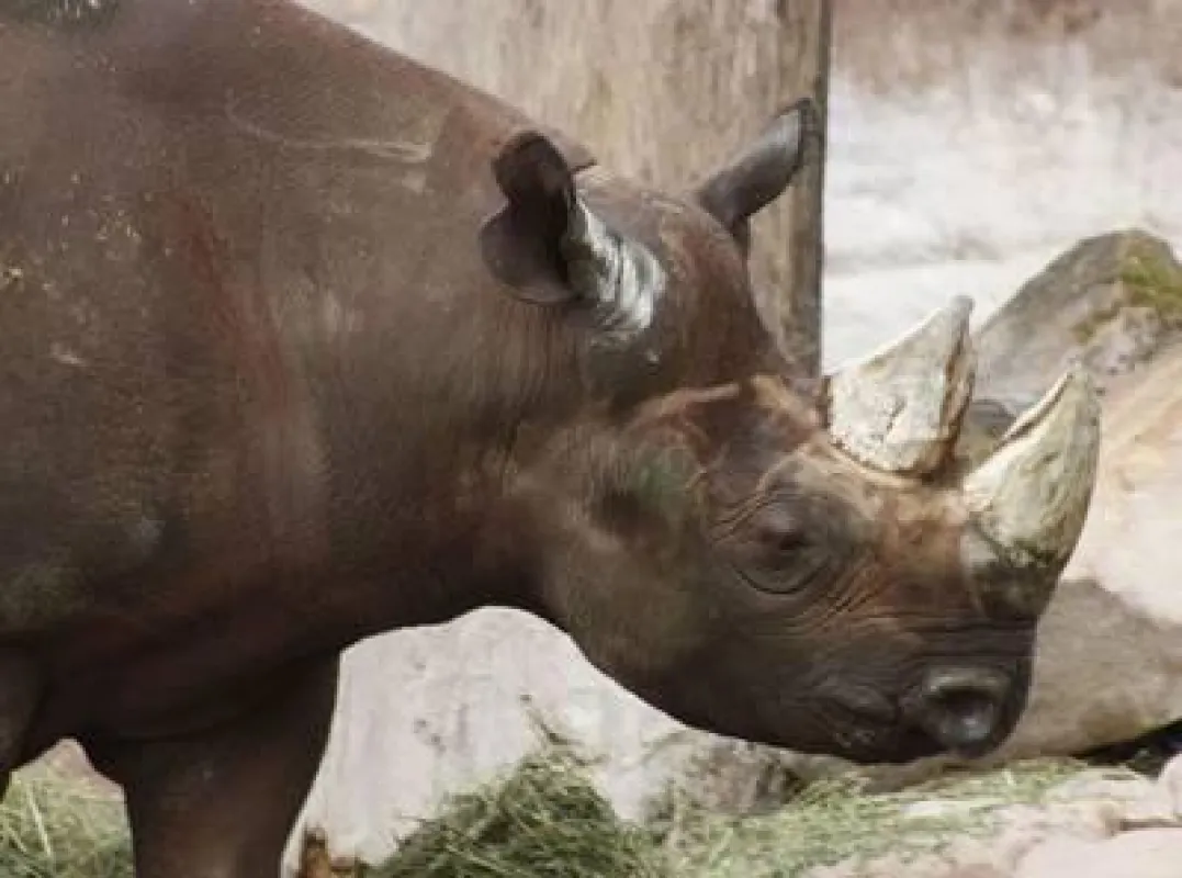 Neuzugang in der Themenwelt Sambesi: Nashornbulle Madiba