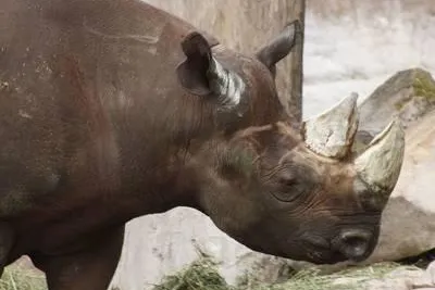 Bild: Auf amouröser Mission im Erlebnis-Zoo Hannover