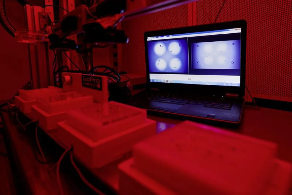 Paarungsexperimente mit Drosophila melanogaster. Kranke Tiere sind schon zu schwach, um sich noch fortzupflanzen. Die vermehrte Pheromonproduktion nützt daher nur den Krankheitserregern. (Anna Schroll
