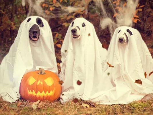 Bild: Kostümtrend 2019: Witzige Hundekostüme für Vierbeiner