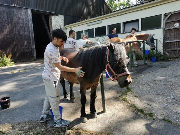 Bild: Seniorpferde: Letztes soziales Projekt in Düsseldorf-Unterbach