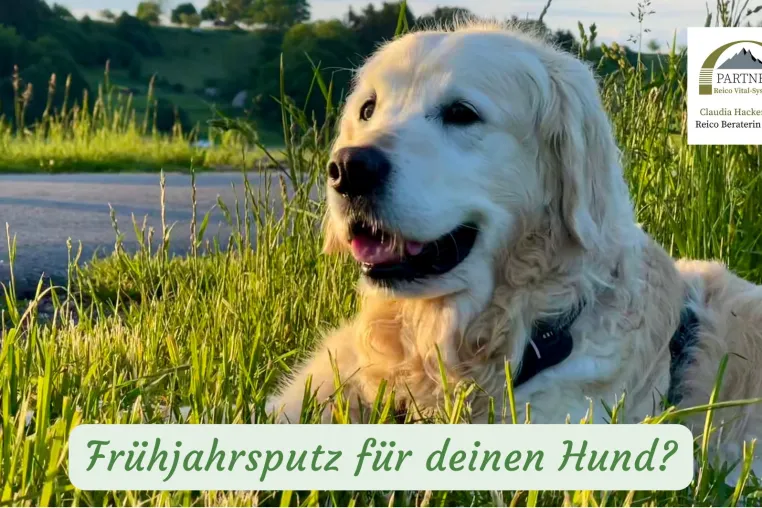Bild: Frühjahrsputz für Ihren Hund: Entdecken Sie Lebe-Flüssig und Petmin