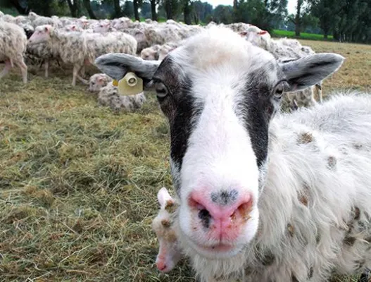 Bild: Schafe hüten als Teambuilding