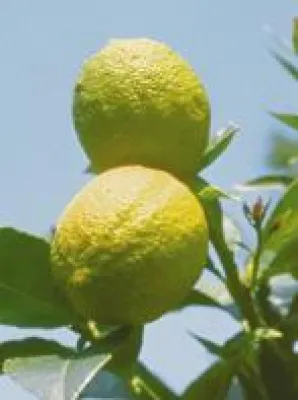 Bild: Dufttrends 2009