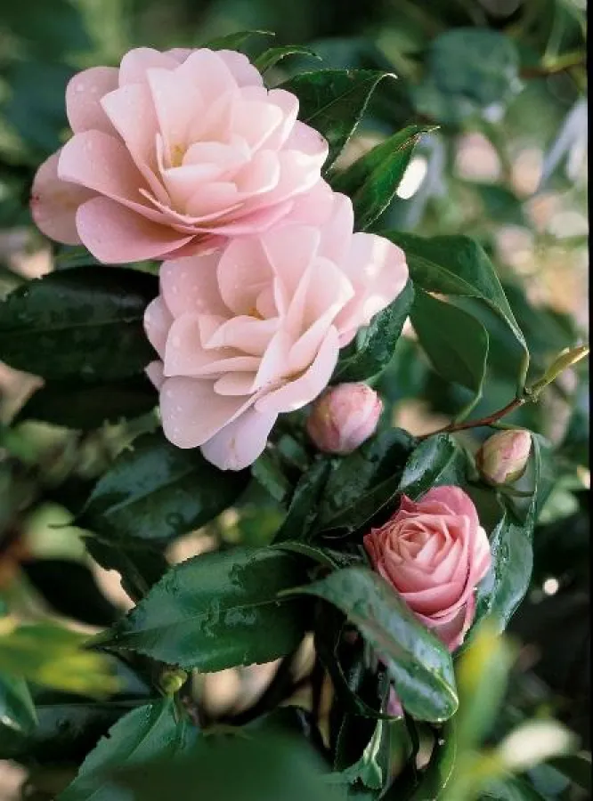 Camellia Magnoliaeflora