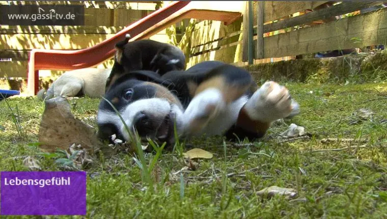 Bild: Appenzeller Hundewelpen.