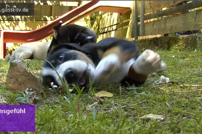Bild: Appenzeller Hundewelpen.
