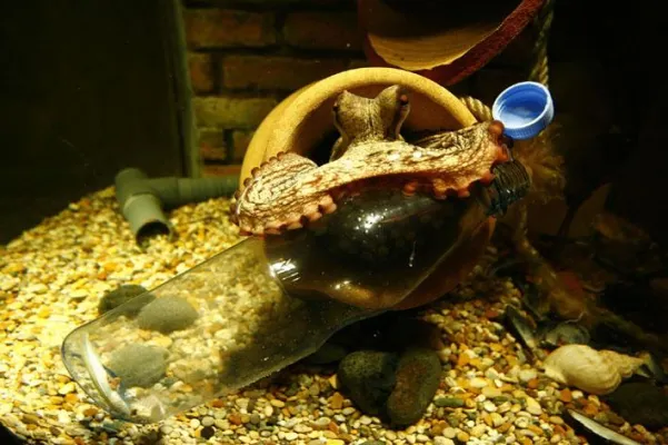 Bild: Links, rechts, links - Oktopoden haben viele Arme – aber nicht jeder wird benutzt