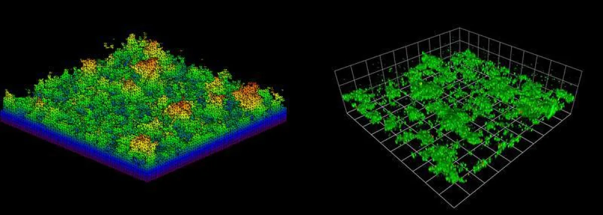 Abb. 1: 3D-Simulationsergebnis eines Biofilms (links) und 3D-CLSM Aufnahme einer Biofilmpopulation (rechts). (iba Heiligenstadt)