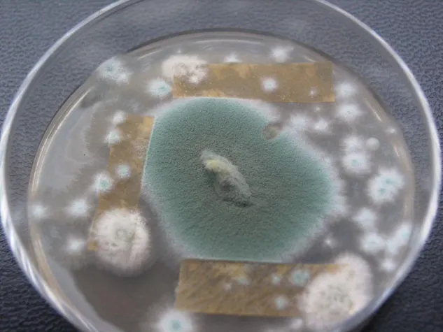 Bild: Schimmelpilze in Innenräumen - ein zunehmendes Problem