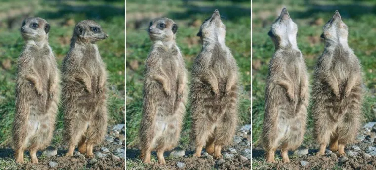 Bild: Erstmal jetzt auch im Kölner Zoo: 1-tägige Fotoseminar "Tierfotografie" mit der Fotoschule des Sehens