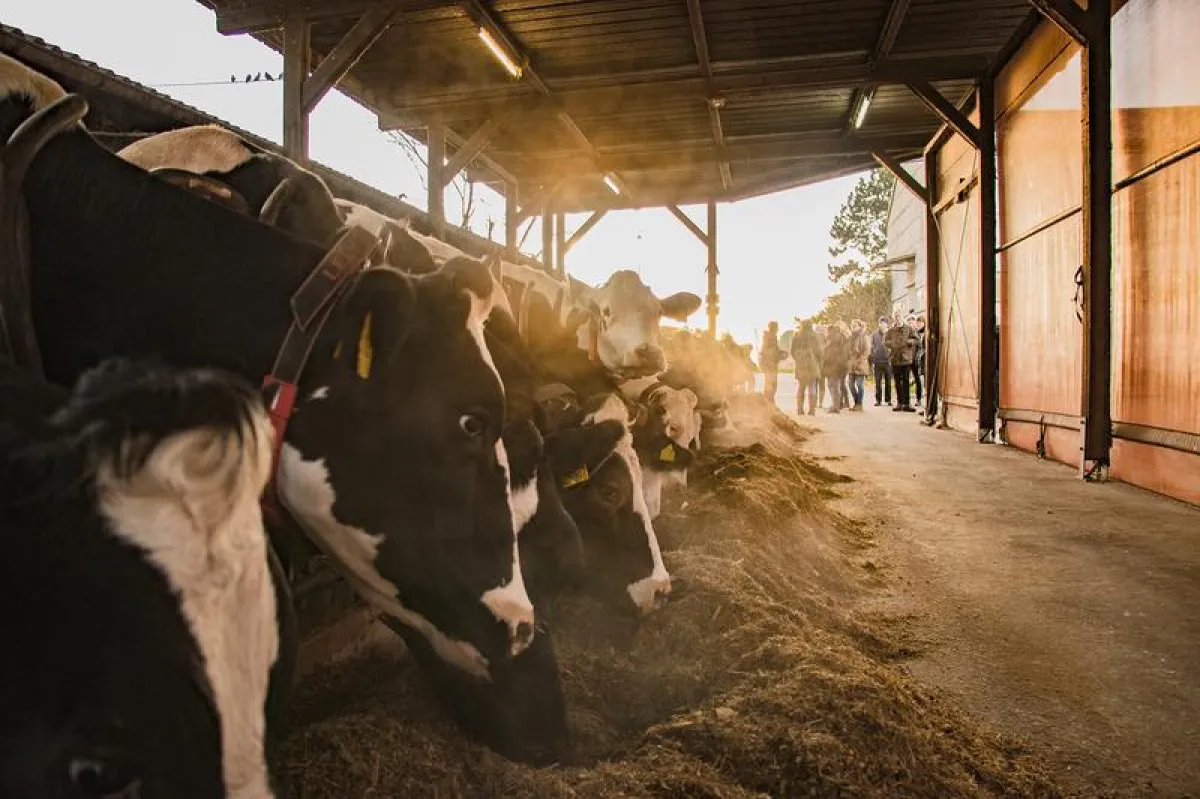 Exkursion auf den St. Wendelinhof, den Lehrbauernhof der TH Bingen. (TH Bingen/Daniel Walta)