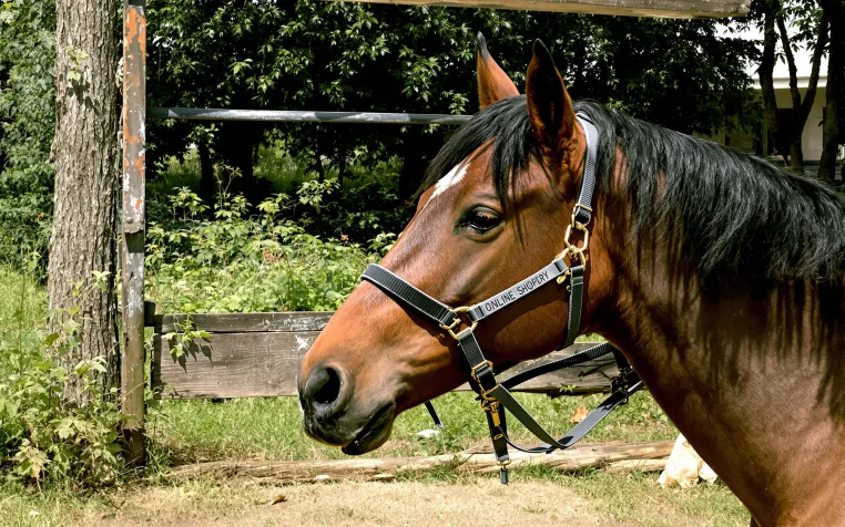 Bild: eBakery Kundenrezension: Reitsportshop startet durch