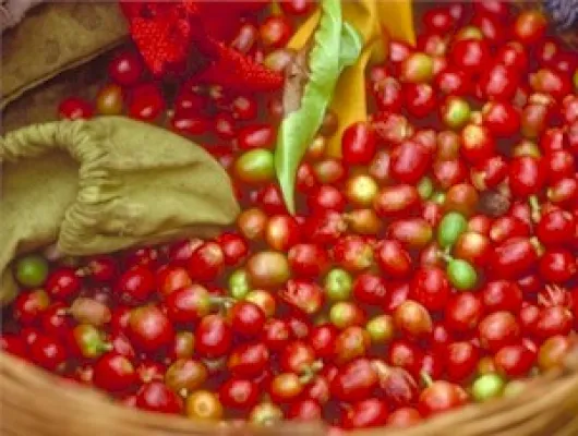 Bild: Mit dem Kaffee-Genom zu neuen Geschmackshöhen: Woran brasilianische Forscher tüfteln