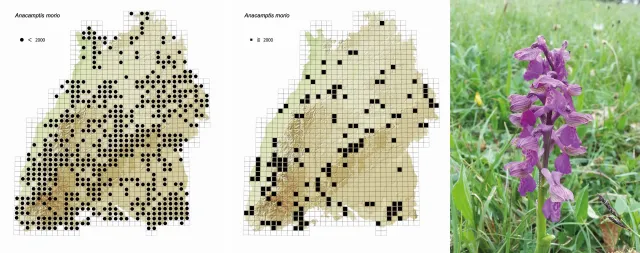 Bild: Biodiversitäts-Hotspots in Südwestdeutschland verlieren an Artenvielfalt. 